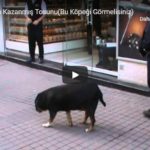 Taksmin Ün Kazanmış Tosunu(Bu Köpeği Görmelisiniz)